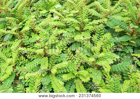 Fresh Green Phyllanthus Pulcher Plant In Nature Garden