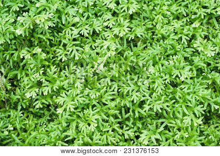 Fresh Green Fern Selaginella Involvens On The Ground
