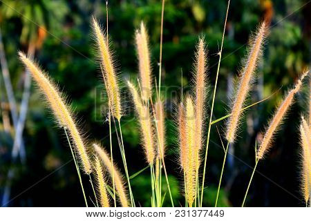 Close Up Group Of Reed Flower On Branch With Forest Burred Background