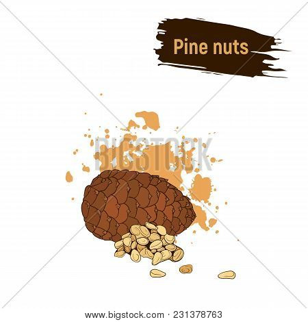 Colored Sketch Of Cedar Nuts. Pine Nuts, Imitation Of Ink.