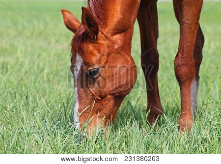 Brightly chestnut warmblood mare on a spring pasture