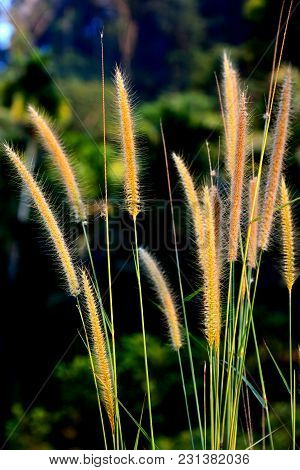 Close Up Group Of Reed Flower On Branch With Forest Burred Background