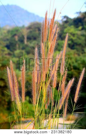 Close Up Group Of Reed Flower On Branch With Forest Burred Background