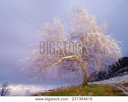 Shinning Ice On Twigs, On The Branches, The Ice Covered The Bark Of The Tree. Icy Tree Branches Sway
