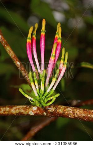 Close View Of Pink Flower Of Loranthaceae, Chorla India