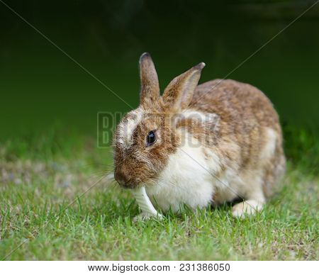 Brown Rabbit Eat Cabbage On Greeny Background