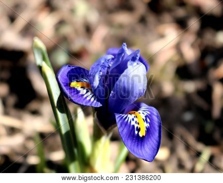Blue Iris In Early Spring, Sunlight, Close-up