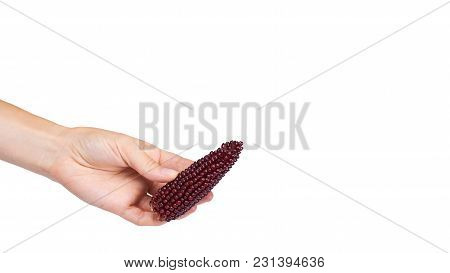 Indian Corn In Hand Isolated On White Background. Copy Space, Template.