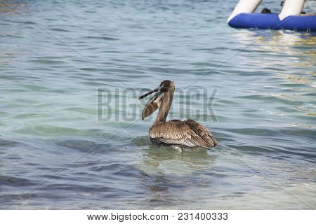 Grey Pelican Sweeming  In The Morning Sea