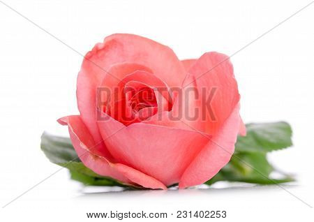 Single Bud Of Pink Rose Isolated On White Background