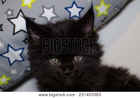 Small Black Kitten Playing With A Toy.