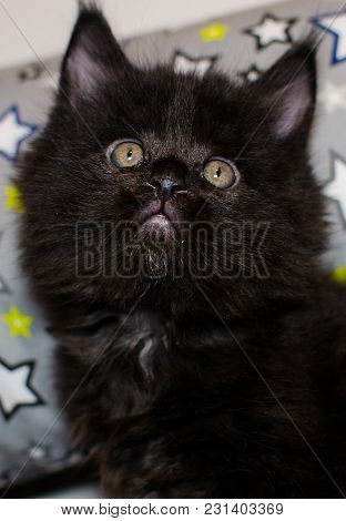 Small Black Kitten Playing With A Toy.