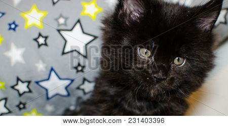 Small Black Kitten Playing With A Toy.