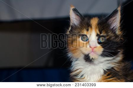 Small Color Kitten Playing With A Toy.