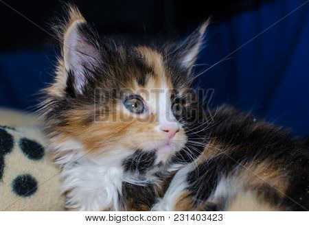 Small Color Kitten Playing With A Toy.