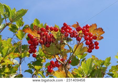 Viburnum Red Berries - Wild Bush Of Viburnum Red Berries In A Forest Next To Hamburg Germany