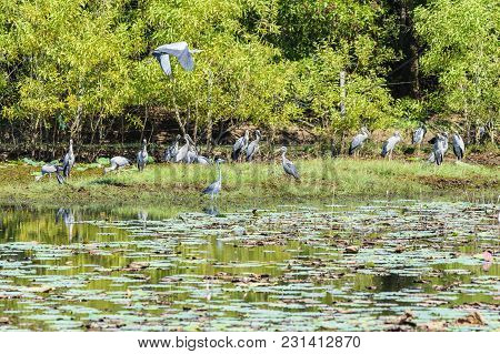 Flock Of Asian Openbill Or Asian Openbill Stork Foraging In Uncultivated Patches With Reflection In 