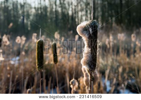 Closeup Of Flower Spikes Of Broadleaf Cattail Or Typha Latifolia In Low Afternoon Sunlight. The Pict