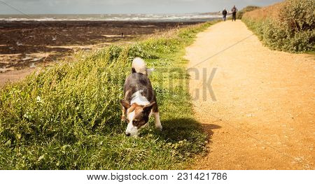 Little Pembroke Dog Welsh Corgis Walking On The Beach In France