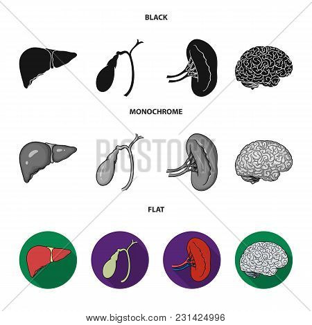 Liver, Gallbladder, Kidney, Brain. Human Organs Set Collection Icons In Black, Flat, Monochrome Styl