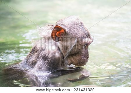 Cute Wet Crab-eating Macaque (macaca Fascicularis) Bathing In Pond. Funny Monkey Fooling Around. Sac