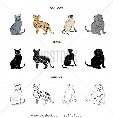 Siamese And Other Species. Cat Breeds Set Collection Icons In Cartoon, Black, Outline Style Vector S
