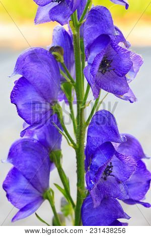 Blue Flowers Delphinium On A Green Blur Background. Close-up Of A Blue Delphinium In Garden.