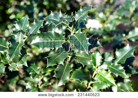 Fresh Green Leaves Background
