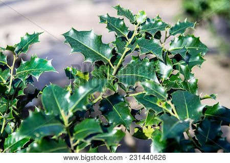 Fresh Green Leaves Background