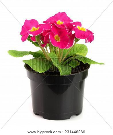 Pink Primula Polyanthus Isolated On White. Spring Primroses Flowers.