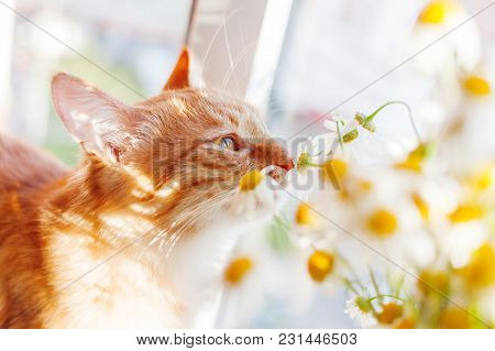 Cute Ginger Cat Smelling A Bouquet Of Camomiles. Cozy Spring Morning At Home.
