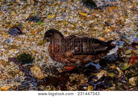 The Duck Stunding Alone  In The Water