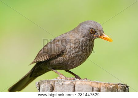 Close Up Portrait Of Female  Turdus Merula Or Mirlo.
