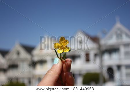 Yellow Flower With Victorian Row Houses San Francisco