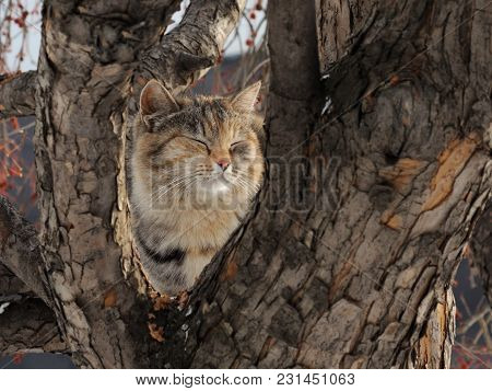 Happy Cat Sits On The Trunk Of A Wild аpple Tree Under The Rays Of The Spring Sun