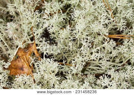 Natural White Moss Closeup Background In Autumn