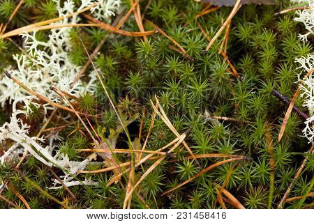 Natural Green Moss Closeup Background In Autumn
