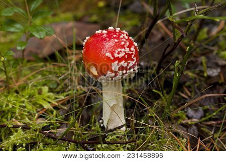 Beautiful, But Poisonous Mushroom Amanita Close-up In Autumn Forest