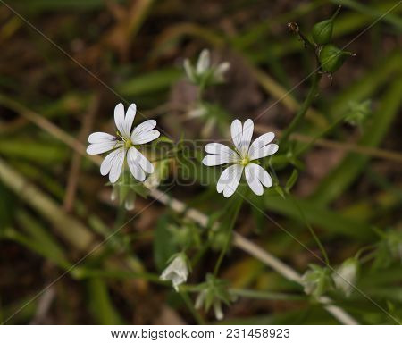 Wild Flower Greater Stitchwort In English Woodland.