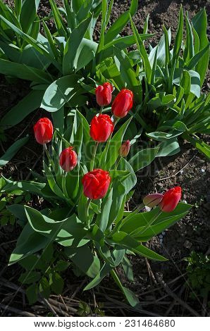 Beginning Of The Flowering Of Nine Red Tulips