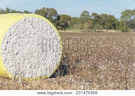 Close-up Cotton Bales On Harvested Field In Texas, Usa