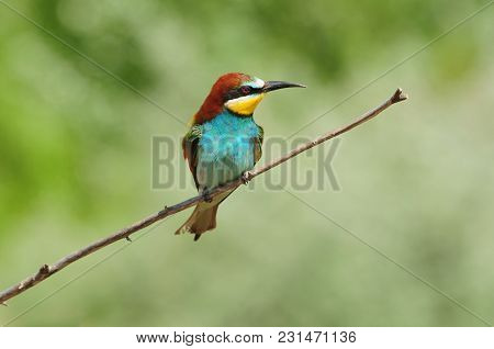 European Bee-eater (merops Apiaster) Sits On A Thin Dry Branch, Unkindly Squinting.