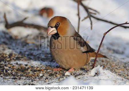The Hawfinch (coccothraustes Coccothraustes) Sits On The Snow With Scattered Seeds (bending Head, Mo