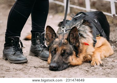 Close Up Sad Brown German Shepherd Dog Lying On Ground Near Woman Feet In Shoes. Alsatian Wolf Dog.