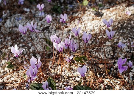 Cyclamen