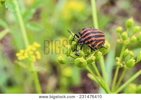 Striped Shield Bug (graphosoma Lineatum) Eating Umbelliferous Plants