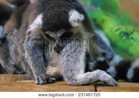 A Huddle Of Ring Tailed Lemurs Sleeping Together