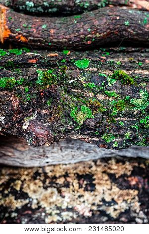 Old Pile With Moss And Firewood. Close Up