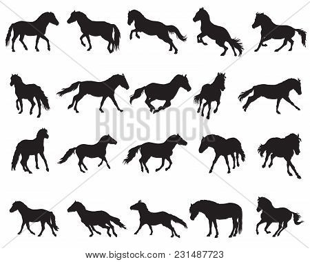 Vector Isolated Horses (norwegian Fjord Pony) Silhouettes Standing, Trotting And Galloping In Black 