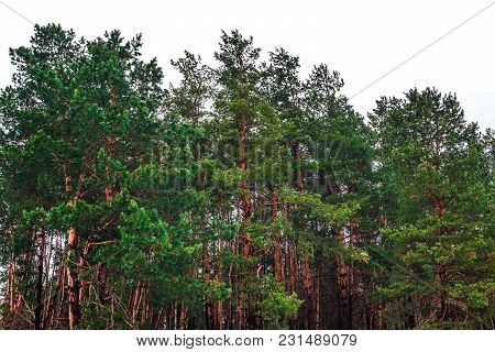 View Of Winter Coniferous Forest. Ukraine Slovyansk